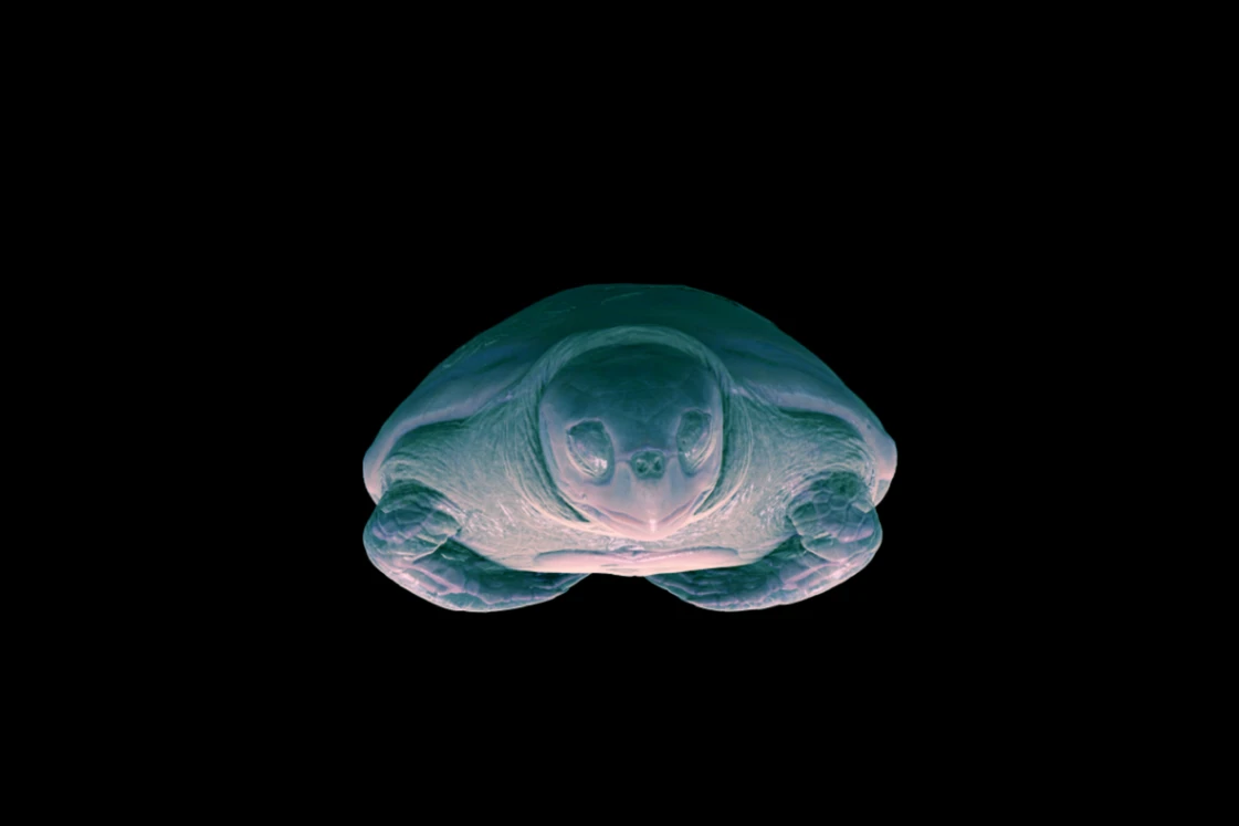 Vücut atlası: Hayvanların iç dünyası